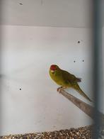 Kakarikie 2025, Dieren en Toebehoren