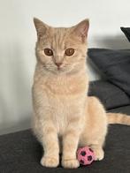 Brits korthaar poes gereserveerd tot 13/8, Dieren en Toebehoren, Katten en Kittens | Raskatten | Korthaar, Poes, Gechipt, 0 tot 2 jaar