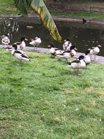 Bergeenden, Dieren en Toebehoren, Pluimvee, Meerdere dieren, Eend