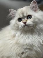 kittens Britse langhaar, Dieren en Toebehoren, Katten en Kittens | Raskatten | Korthaar, Poes, Gechipt, 0 tot 2 jaar