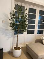 Kunstmatige olijfboom met natuurlijke uitstraling Nieuw, Ophalen, Nieuw, Binnen