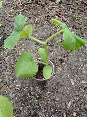 Komkommer Planten | Laatste stuks, Tuin en Terras, Ophalen