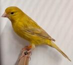 Goud Isabel kanaries mannen (TT kwaliteit vogels), Mâle, Canari de couleur