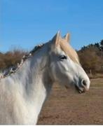 Allround pony, Dieren en Toebehoren, Merrie, M, Gechipt, 3 tot 6 jaar