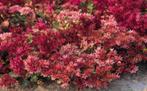 Sedum spurium "voodoo" (kaukasische muurpeper), Ophalen, Bodembedekkers, Volle zon, Vaste plant