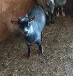 Blauwschimmeltan broertjes zoeken nieuwe stal, Dieren en Toebehoren, Mannelijk, Geit, 0 tot 2 jaar