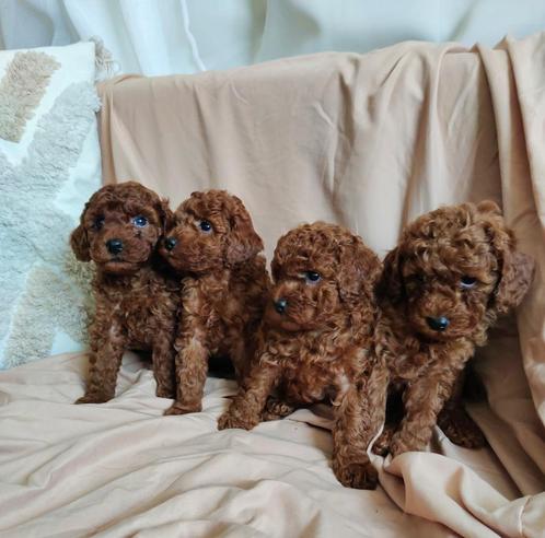 Toy poedel pups, Dieren en Toebehoren, Honden | Chihuahua's en Gezelschapshonden, Poedel, Particulier, Meerdere, België, 8 tot 15 weken