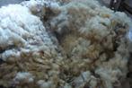 schapenwol, Dieren en Toebehoren, Schaap