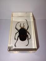 insect in epoxy hars 19, Verzamelen, Dierenverzamelingen, Ophalen of Verzenden, Zo goed als nieuw, Insect, Opgezet dier