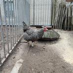 Izegemse Koekoek hen, Dieren en Toebehoren, Pluimvee