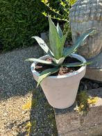 Agave inclusief kunststof bloempot, Ophalen