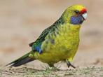 Gezocht: Geelbuikrosella, Plusieurs animaux, Perruche, Bagué