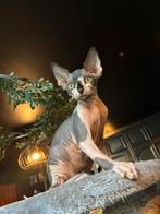 Sphynx kitten (V) zwart-wit-grijs 2 mauw 4 sphynx cattery, Dieren en Toebehoren, Katten en Kittens | Raskatten | Korthaar, Poes