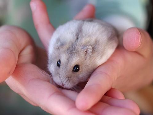 Jonge Kleine Russische Dwerg Hamsters, Animaux & Accessoires, Rongeurs, Plusieurs animaux, Hamster