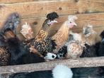 Appenzeller spitskuif, Dieren en Toebehoren