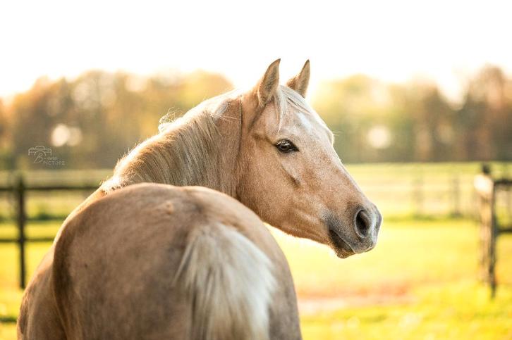 Prachtige d pony, Dieren en Toebehoren, Pony's, Merrie, Onbeleerd, D pony (1.37m tot 1.48m), 3 tot 6 jaar, Met stamboom, Gechipt