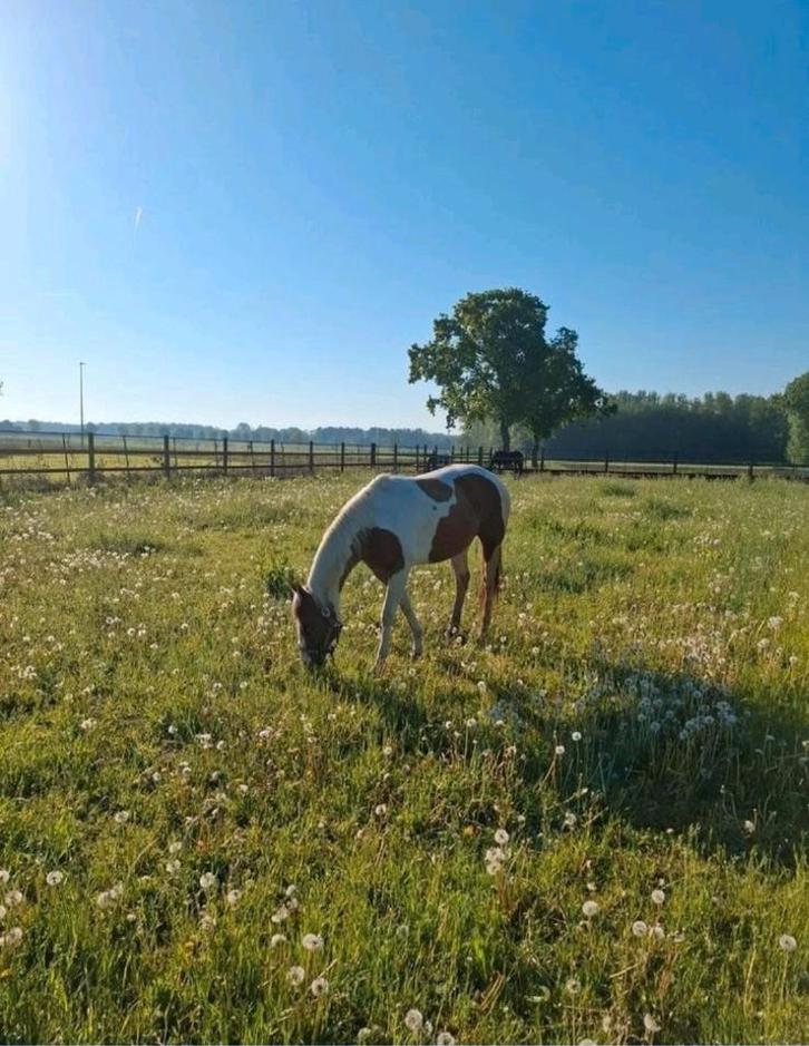 Paardenweide te huur, Dieren en Toebehoren, Paarden en Pony's | Verzorgingsproducten, Zo goed als nieuw, Ophalen of Verzenden