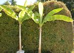 Bananenboom/Bananenplant/Musa, Tuin en Terras, Ophalen, Volle zon, Vaste plant, Bloeit niet