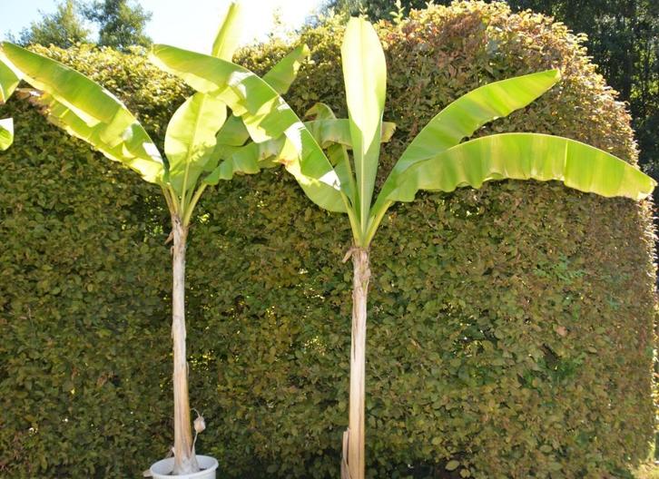 Bananenboom/Bananenplant/Musa, Tuin en Terras, Planten | Tuinplanten, Vaste plant, Fruitplanten, Volle zon, Bloeit niet, Ophalen