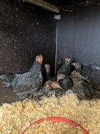 Gratis hanen kuikens, Dieren en Toebehoren, Pluimvee