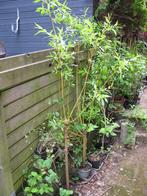 Vend ou échange saule à écorce verte ou jaune, Jardin & Terrasse, 100 à 250 cm, Enlèvement, Autres espèces, Arbuste