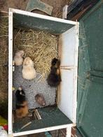 Cavia beertjes, Dieren en Toebehoren, Knaagdieren, Augustus, Mannelijk, Cavia