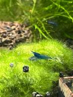 Neocaridina blue dream garnaal, Dieren en Toebehoren, Vissen | Aquariumvissen
