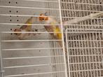 Chardonneret, Boeken, Dieren en Huisdieren, Ophalen