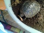 Rhinoclemmys Pulcherrima Manni, Dieren en Toebehoren, Reptielen en Amfibieën, Schildpad, Tam, 0 tot 2 jaar