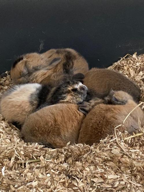 Dwergkonijntjes te koop, Dieren en Toebehoren, Konijnen, Dwerg, Meerdere dieren, 0 tot 2 jaar