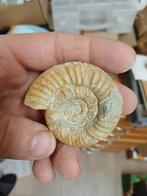 Ammoniet, Ophalen of Verzenden