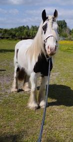 Halve stal gezocht / verzorgpaard aangeboden - Lieve Tinker, Dieren en Toebehoren, Ophalen, Recreatie