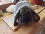 Franse hangoor, Dieren en Toebehoren, Mannelijk, Groot, Hangoor, 0 tot 2 jaar