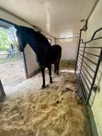 GEZOCHT, Dieren en Toebehoren, Paarden, Niet van toepassing