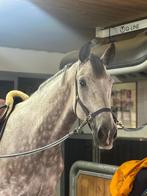 7 jarige Chilli willi x kannan x toulon, Dieren en Toebehoren, Paarden, Ruin, Z