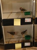 roodkopamadine, Dieren en Toebehoren, Vogels | Overige Vogels, Meerdere dieren, Tropenvogel, Geringd