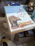 Zoogdieren uit Europa, Boeken, Prentenboeken en Plaatjesalbums, Ophalen of Verzenden, Zo goed als nieuw, Plaatjesalbum
