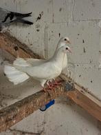 Jong koppel pauwstaarten, Dieren en Toebehoren