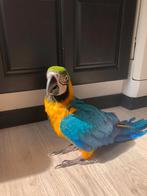 Ara ararauna, Vrouwelijk, Papegaai, Pratend