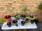 Bananenplant lotus Musella lasiocarpa, Tuin en Terras, Ophalen