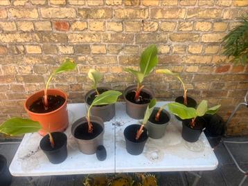 Bananenplant lotus Musella lasiocarpa beschikbaar voor biedingen