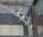 groenvleugels duiven, Dieren en Toebehoren, Vogels | Overige Vogels