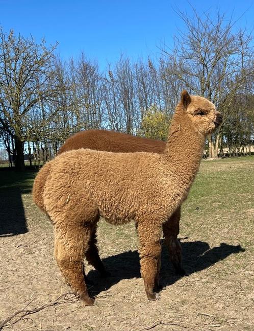 Fawn alpaca hengst veulen met top stamboom, Dieren en Toebehoren, Overige Dieren, Mannelijk