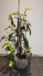 Begonia Tamaya - Angel Wing, Maison & Meubles, Plantes d'intérieur, Plante potagère, Plein soleil, Plante à fleurs, Enlèvement