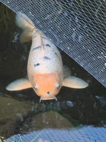 Koi Shiro utsuri 65 cm beschikbaar voor biedingen
