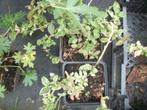 Euonymus fortunei 'Harlequin' een bonte bodembedekker, Jardin & Terrasse, Plantes | Arbustes & Haies, Moins de 100 cm, Enlèvement