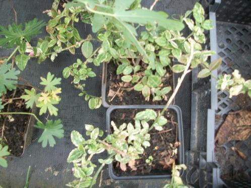 Euonymus fortunei 'Harlequin' een bonte bodembedekker, Jardin & Terrasse, Plantes | Arbustes & Haies, Arbuste, Autres espèces
