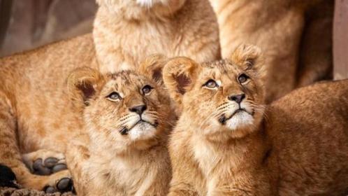 Billets pour le zoo d'Anvers, Tickets & Billets, Loisirs | Jardins zoologiques, Trois personnes ou plus, Ticket ou Carte d'accès