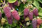 framboos loganberry - fruitplanten, Tuin en Terras, Volle zon, Vaste plant, Ophalen of Verzenden, Zomer