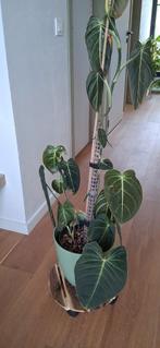 Plantencollectie te koop (40tal) lage prijzen., Ophalen
